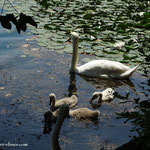 ...eine Schwanen Familie...