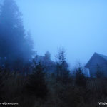 ....der Nebel hat sich leider nicht verzogen, aber Wildwiese geht eigentlich immer...