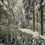 ....beide Richtungen waren versperrt durch umgestürzte Bäume, ist Winter im Joglland, so what?