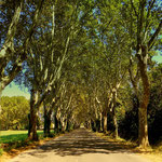 eine schöne Allee vor Arles