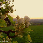 13.04.2024 - Die Birnenblüte auf 1000 m Seehöhe, kurz nach dem Sonnenaufgang.....