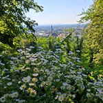 ....im grünen, der Park eigentlich optimal, aber ist schon extrem heiß diese Tage....