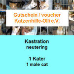 1 Katzer auf Malta, Katzenhilfe Olli eV