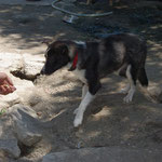 Hündin May, Bobi Pet Sanctuary, Tantava, Rumänien