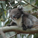 Koala, Hanson Bay Sanctuary, Kangaroo Island. Mehr Bilder in den Galerien Australien I - III.