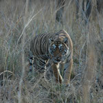 Bengaltigerin "Arrowhead" (T84) im Ranthambore Nationalpark, Indien. Mehr Bilder in den Galerien Indien I - IV.