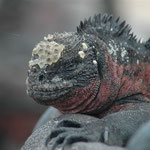Meerechse Galapagos (Punta Suarez). Mehr Bilder in den Galerien Ecuador I und II.