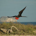  Magnificent frigate bird, Galapagos (North Seymour). Mehr Bilder zu Galapagos in den Galerien Ecuador I und II.