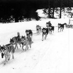 Das Siberian Husky Gespann von T. Althaus in Le Brassus, 1978. (Sehen Sie dazu auch die Seite Kynologie)