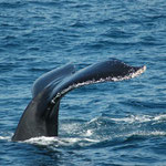 Whale Watching in Eden, Südostaustralien. Mehr Bilder in den Galerien Australien I - III