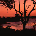 Elefanten am Chobe-Fluss in Botswana. Mehr Bilder in den Galerien Botswana I-III