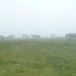 les chevaux dans le brouillard,....