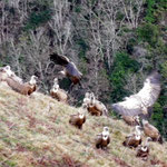 Un groupe de vautour près d'une aire de dépôts de cadavres.