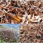 Formica Rufa connue sous le nom de "fourmi rousse des bois" est omnivore et capture pucerons et cochenilles pour ensuite en extraire le miellat. Les nids des fourmis sont grands, édifiés en forme de dôme. Elles peuvent atteindre 8 à 10 mm de longueur.Casc