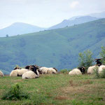  les moutons près des antennes de Larceveau.