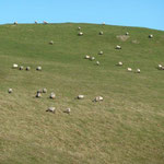 ....moutons, une partie du pastoralisme