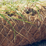 Détail de plantation d'hélophytes dans un boudin coco préfabriqué (ou fascine coco)