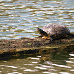 Gelbbauch-Schmuckschildkröte (Foto: Wolfgang Voigt)