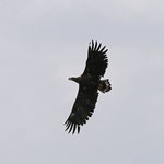 Seeadler