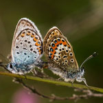 Argusbläulinge (Plebejus argus) bei Paarung