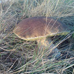 Älterer Steinpilz