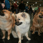 Avani, Akemi und Hina