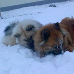Schneetauchen
