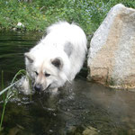 Akemi im Wasser