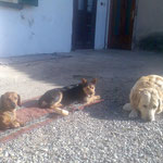OTTO--NIKI--ROMEO