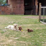 ROMEO---OTTO---CARLOTTA