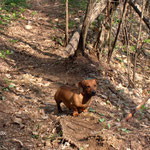 A PASSEGGIO NEL BOSCO