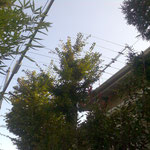 LE ANTENNE ABBBASSATE (A RIPOSARE!!)