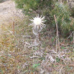 Silberdistel im Naturschutzgebiet Kapf - Wappenblume von Egenhausen