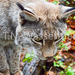 Lynx