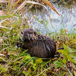 Nutria (originally domiciled in America)