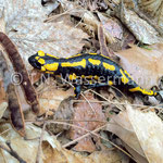 Fire salamander