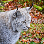 Lynx