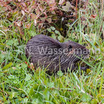 Nutria (originally domiciled in America)