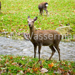 Sika deer (female, originally domiciled in East Asia)