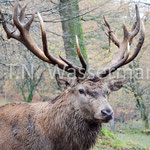 Red deer (male)