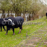 Water buffalo (not domestic in Germany, but colonized near Ostinghausen)