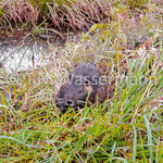 Nutria (originally domiciled in America)