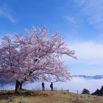 竹田城跡の雲海と桜