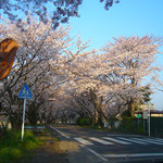 すきっぷ藤枝　桜①