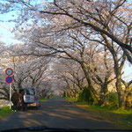 すきっぷ藤枝　桜②