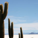 Salar d'Uyuni - Bolivie : Les cactus de l'Isla Incahuasi