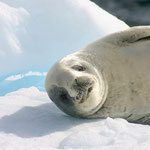 Antarctique : Un mignon petit phoque