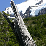 Torres del Paine - Chili (Patagonie) : Nature morte