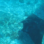 Au large de Komodo (île de Flores) - Indonésie : Ma rencontre avec une raie manta