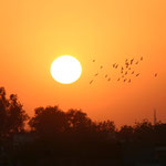 Agra - Inde : Coucher de soleil
